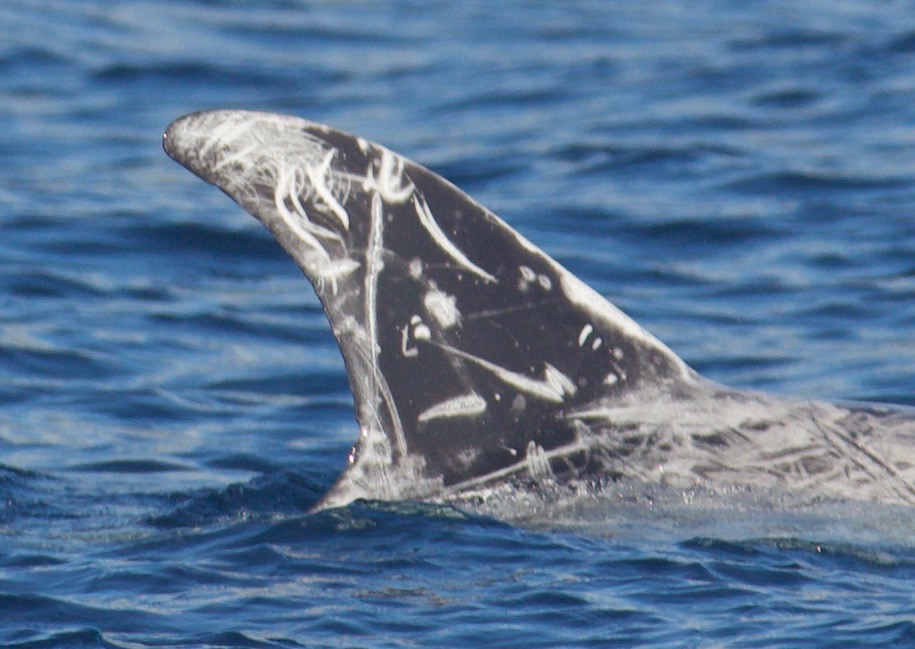 RightDorsal