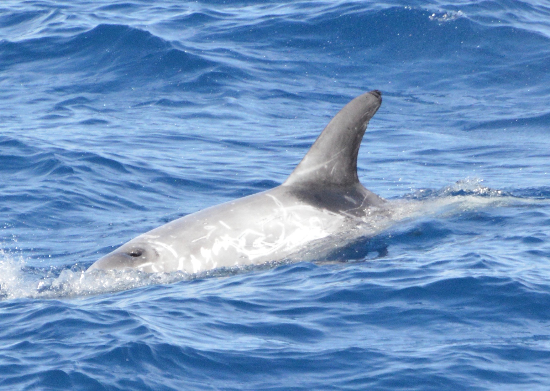LeftDorsal