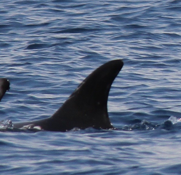 LeftDorsal