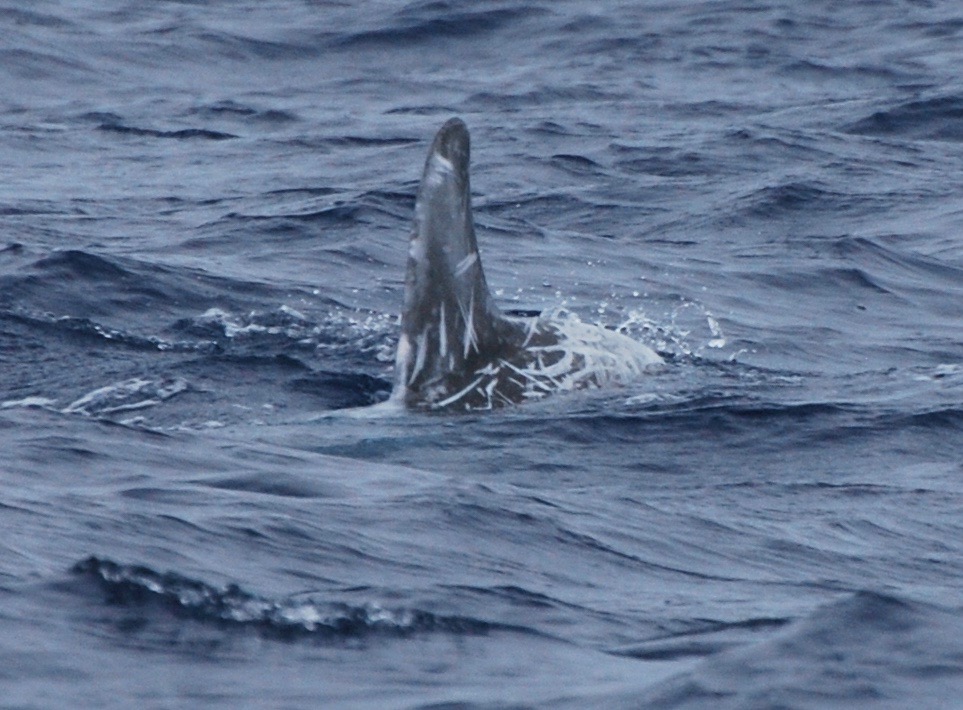LeftDorsal