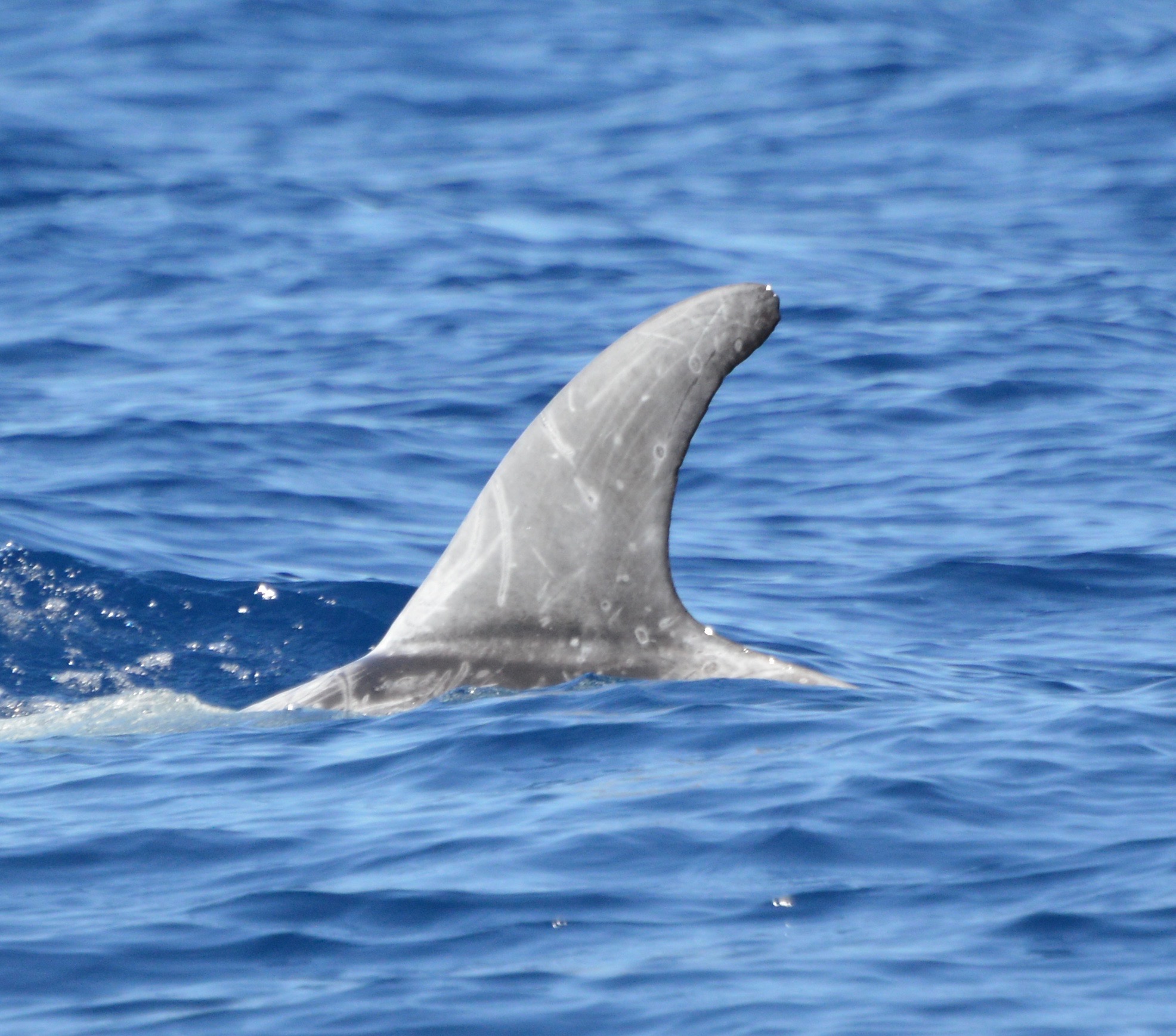 LeftDorsal