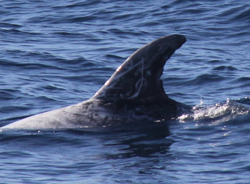 LeftDorsal