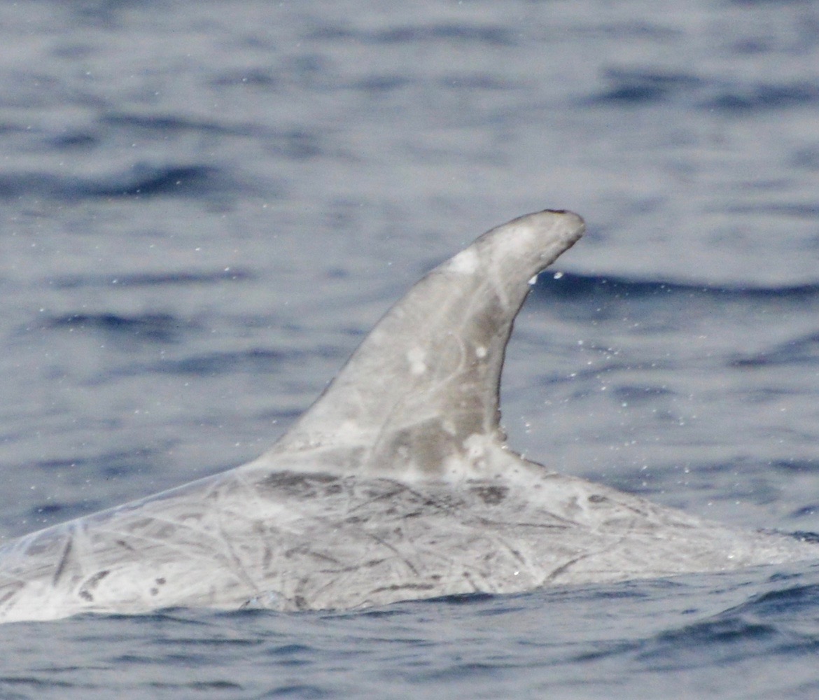 LeftDorsal