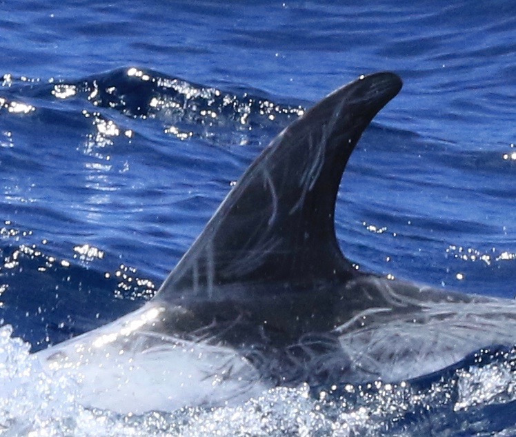 LeftDorsal
