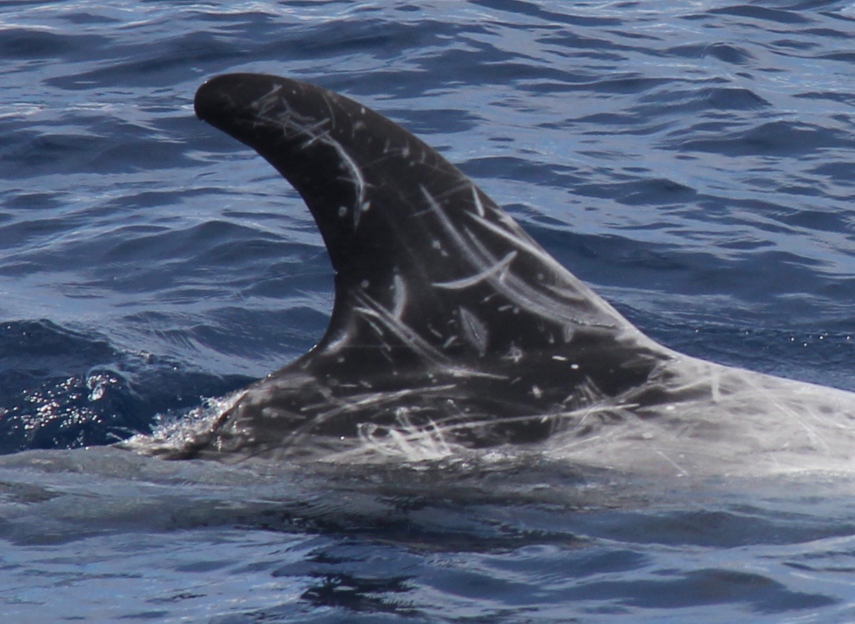RightDorsal