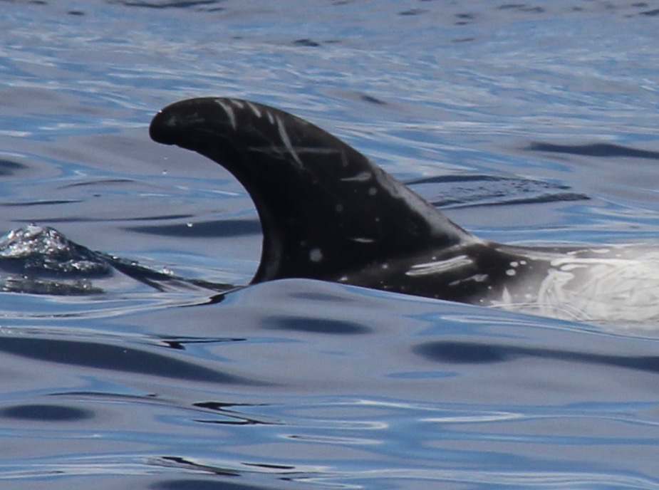 RightDorsal