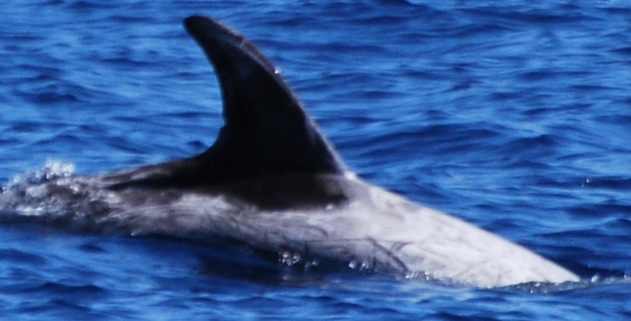 RightDorsal