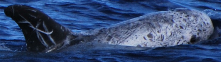 RightDorsal