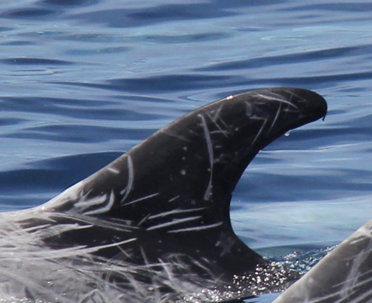 LeftDorsal