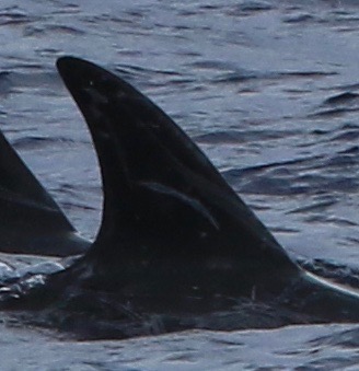RightDorsal
