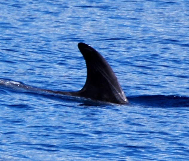 RightDorsal