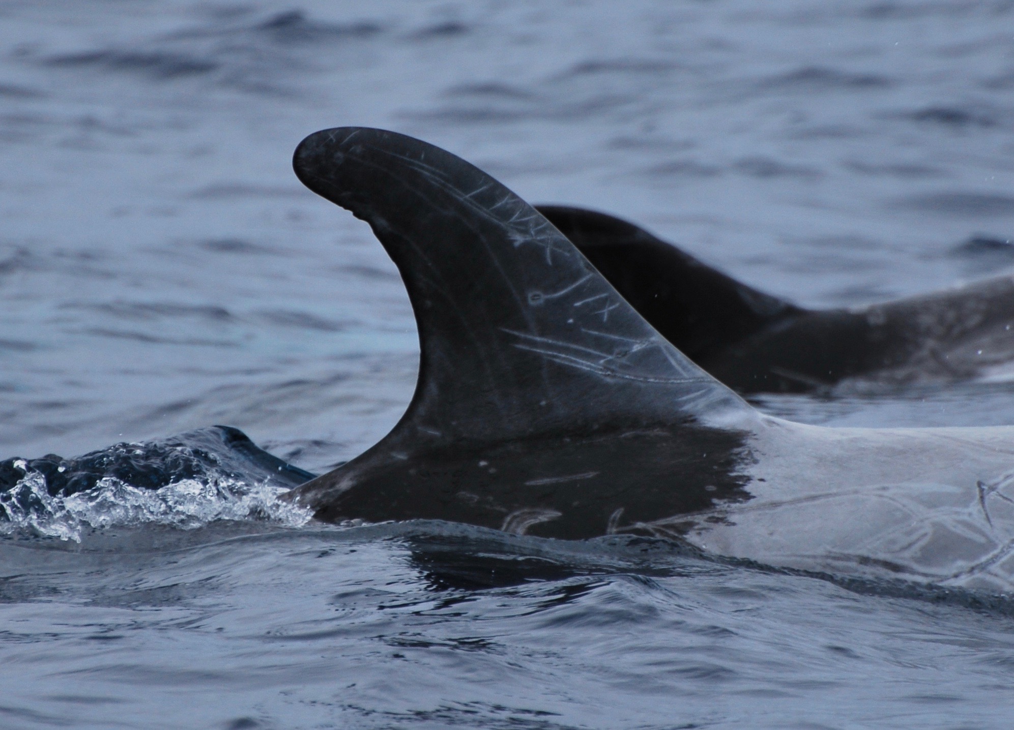 RightDorsal