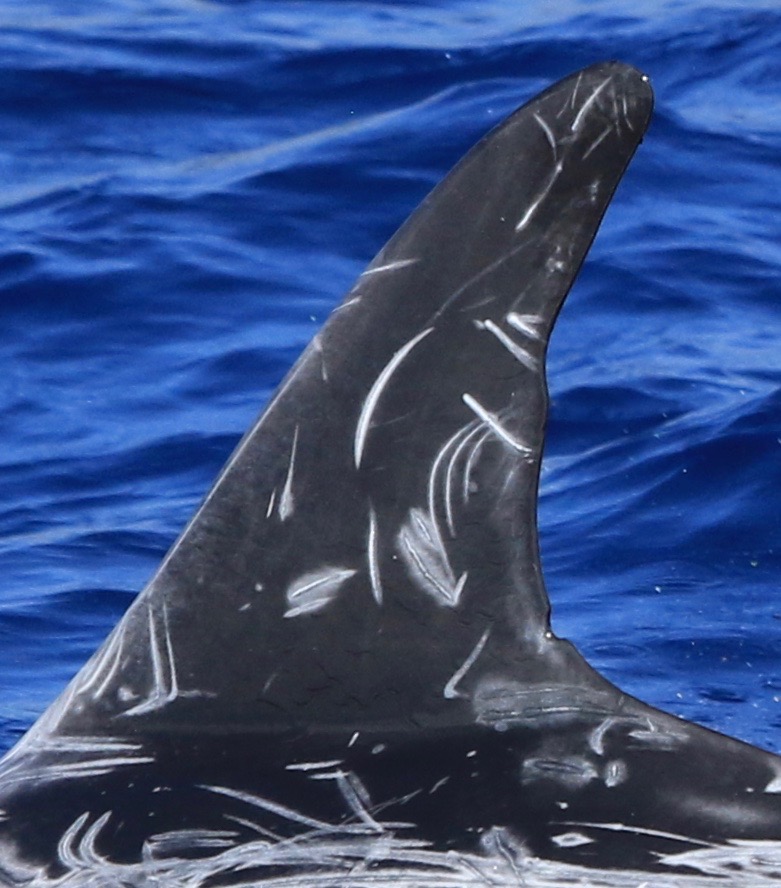 LeftDorsal