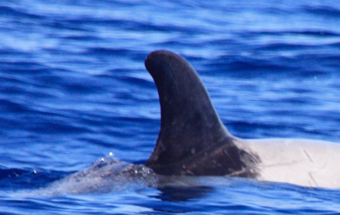 RightDorsal