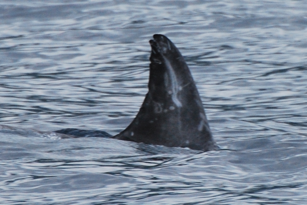 RightDorsal