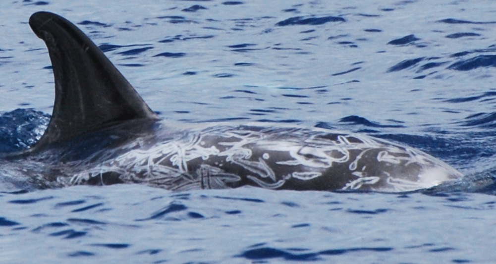 RightDorsal