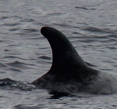 RightDorsal