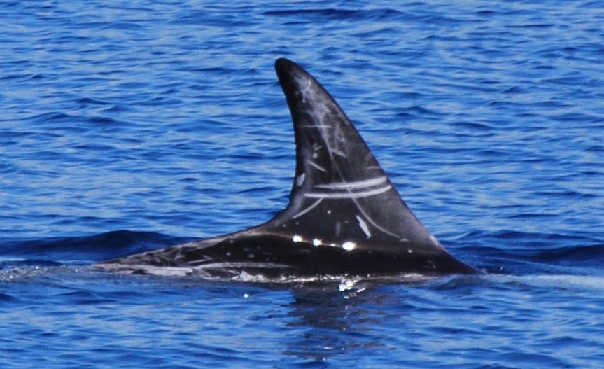 RightDorsal