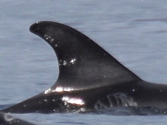 RightDorsal