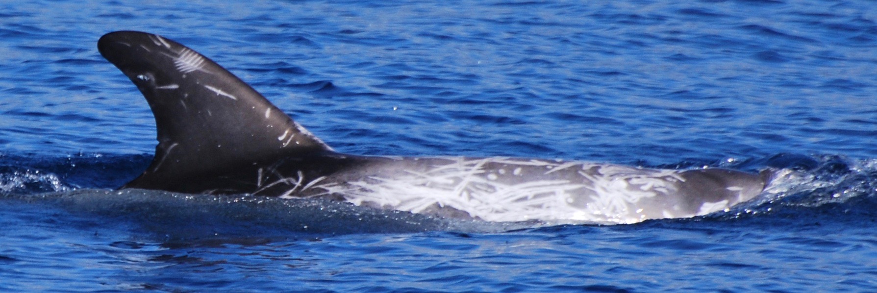 RightDorsal