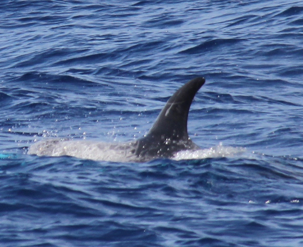 LeftDorsal