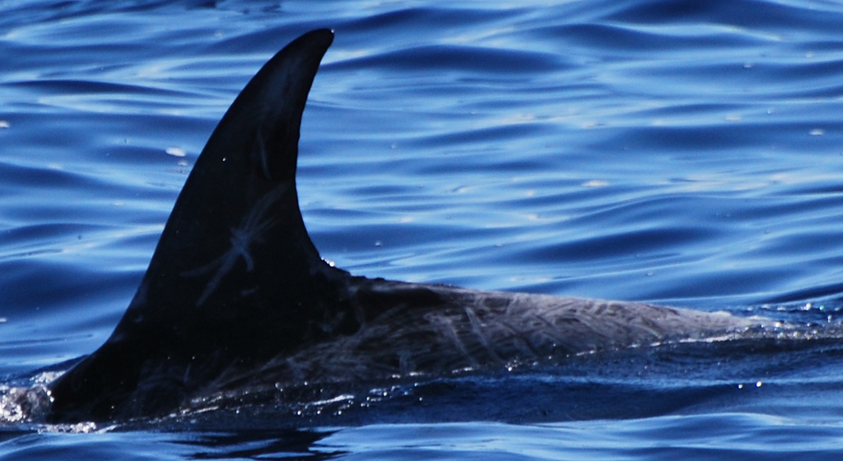 LeftDorsal