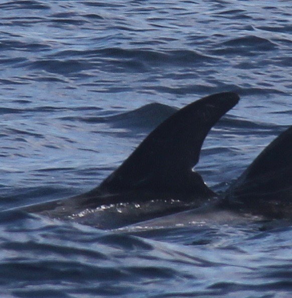 LeftDorsal