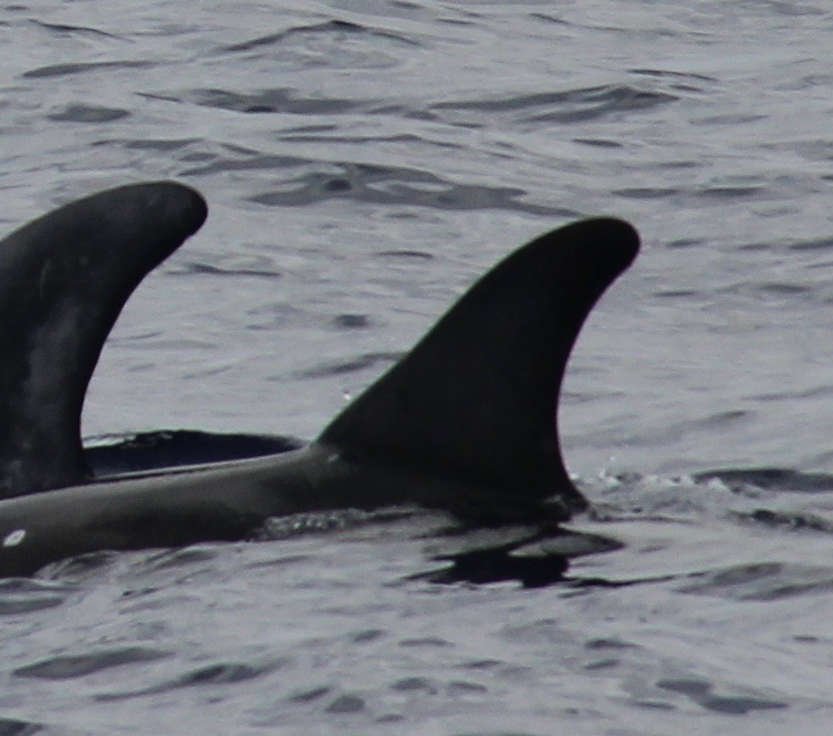 LeftDorsal
