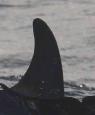 RightDorsal