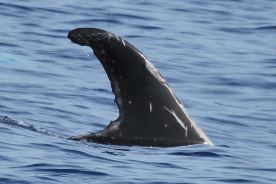 RightDorsal