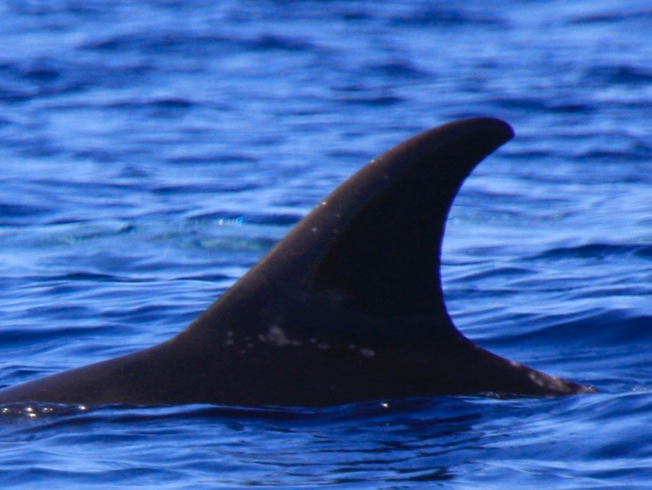 LeftDorsal
