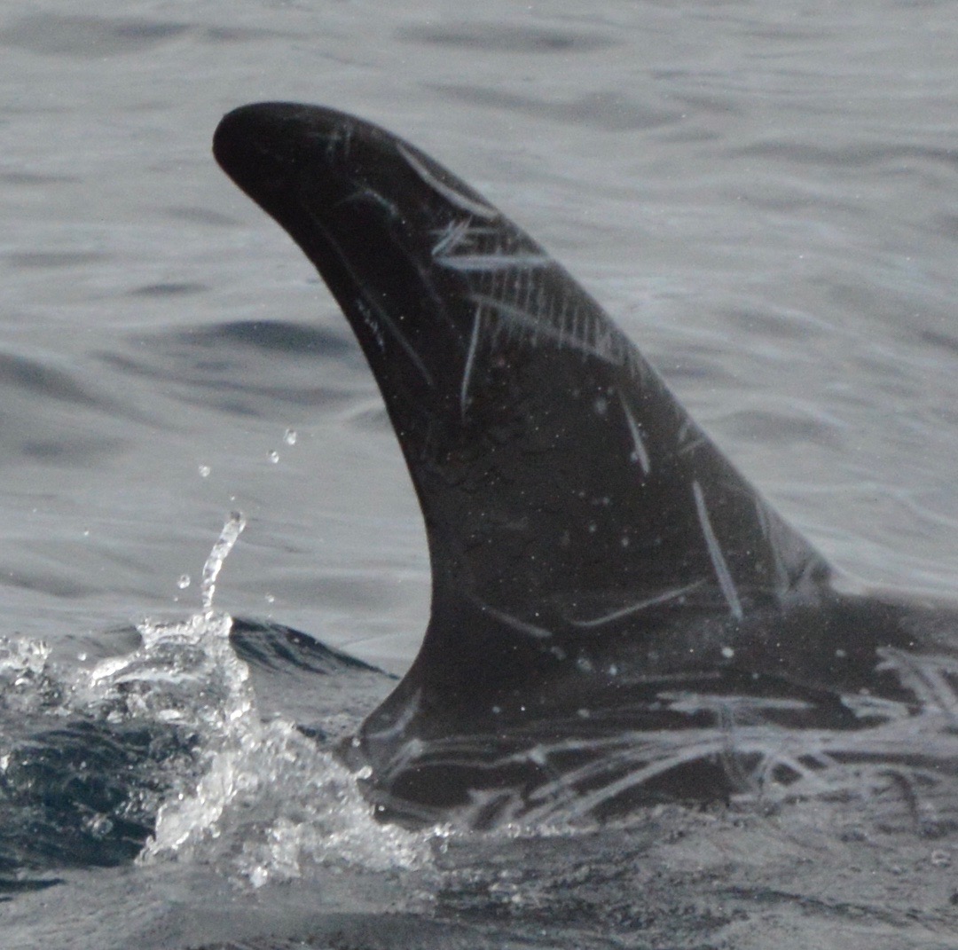 RightDorsal