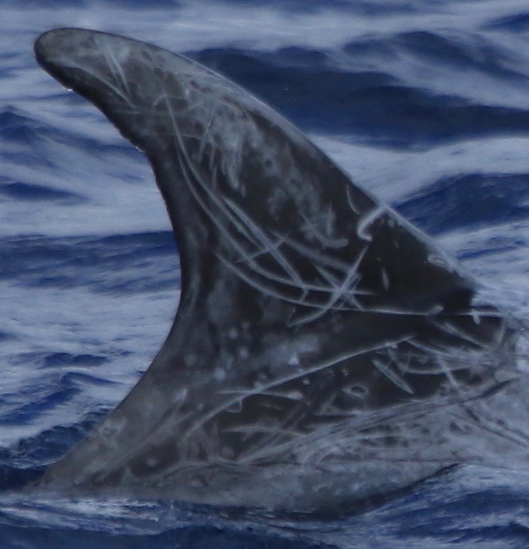 RightDorsal