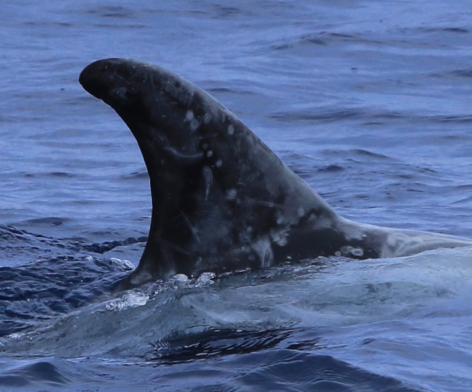 RightDorsal