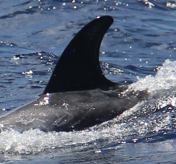 LeftDorsal
