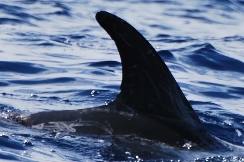 RightDorsal