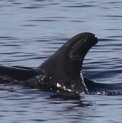 LeftDorsal