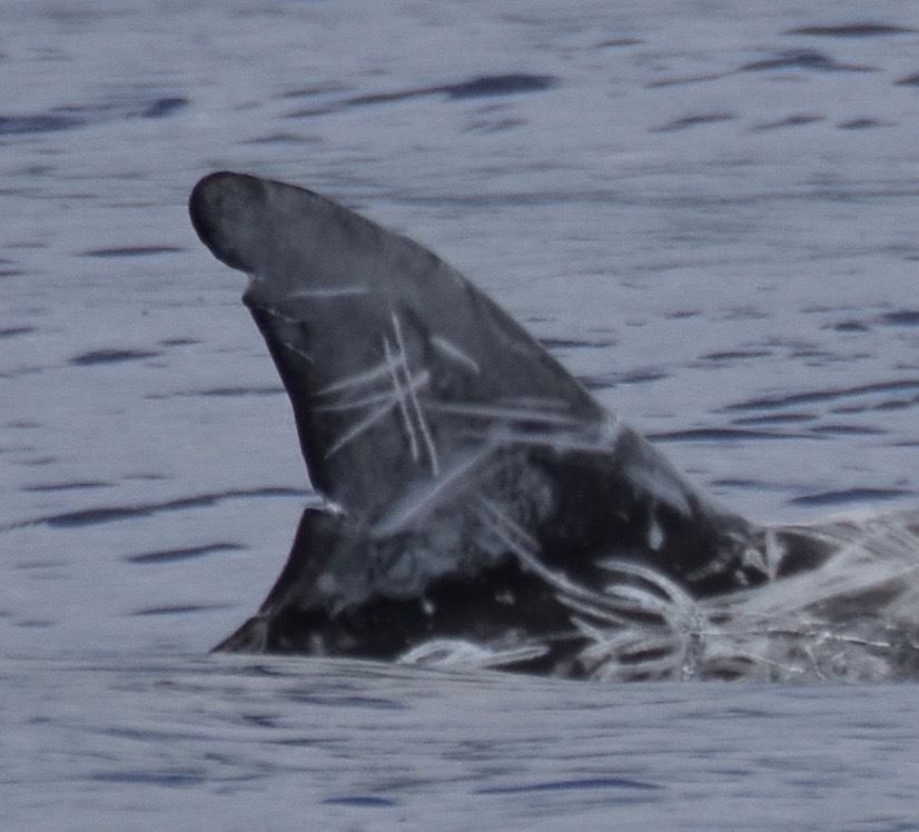 RightDorsal