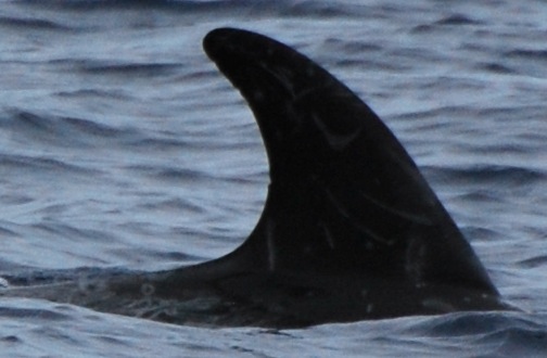 RightDorsal