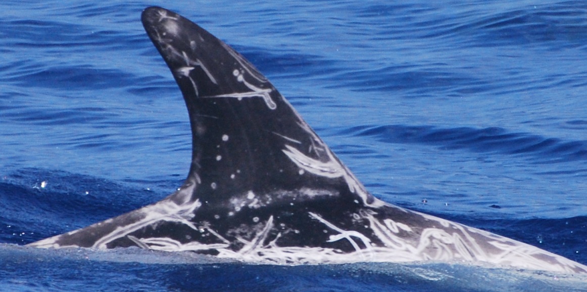 RightDorsal
