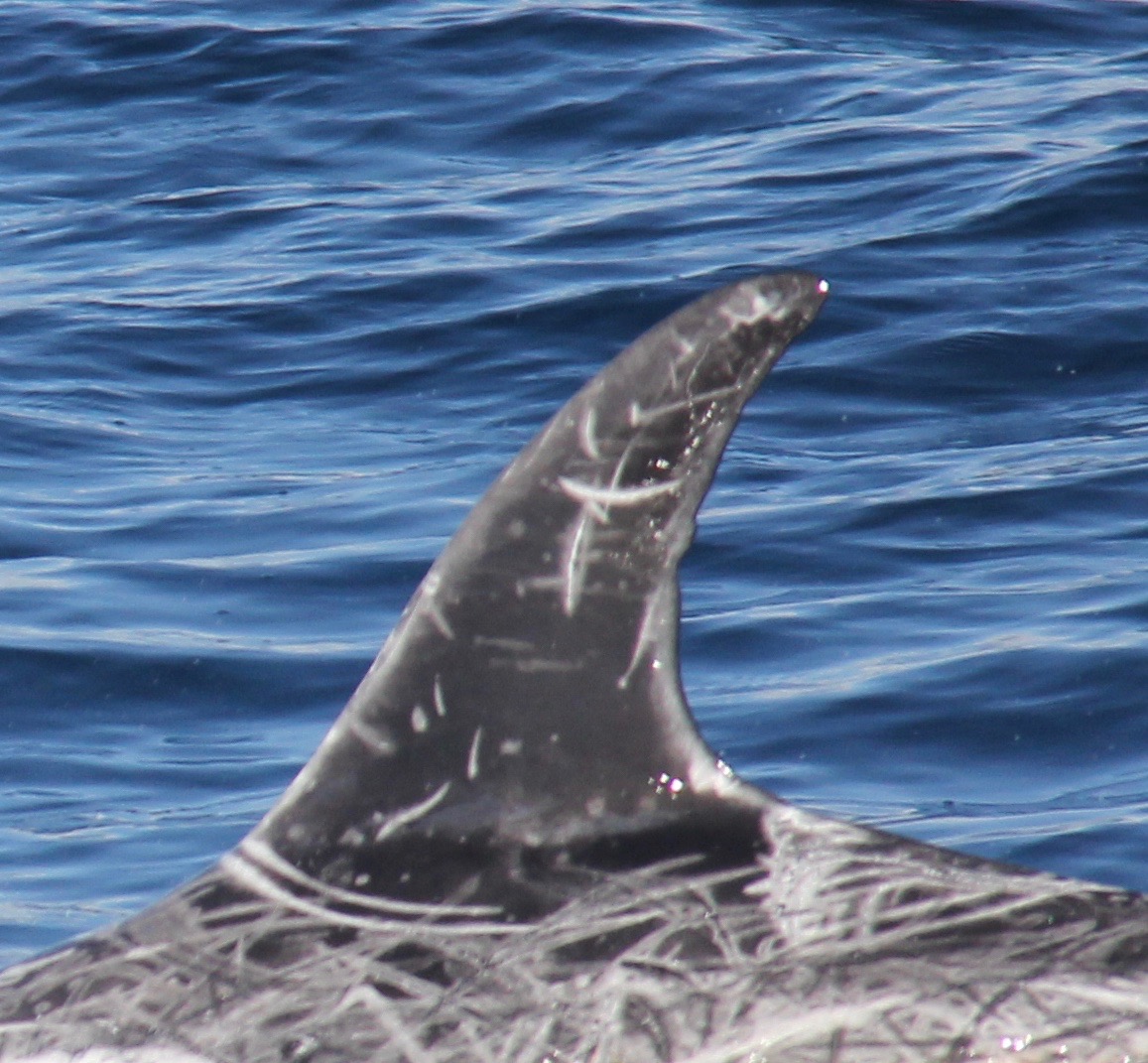 LeftDorsal