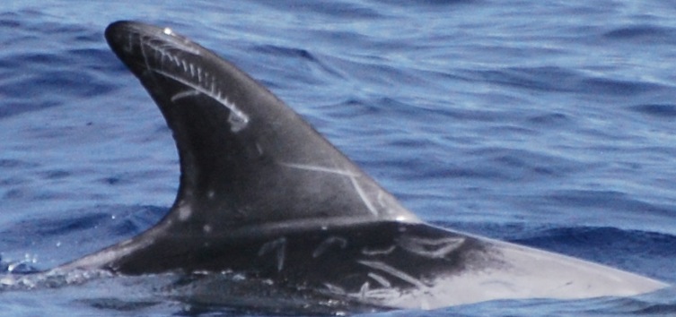 RightDorsal