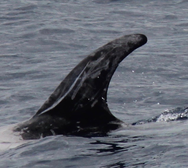 LeftDorsal