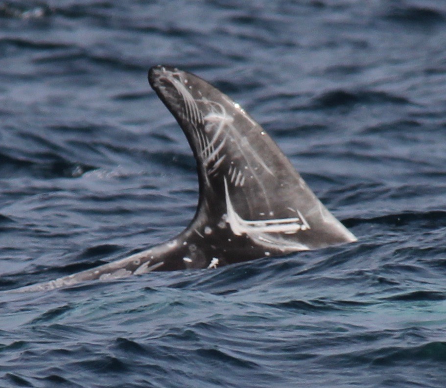 RightDorsal