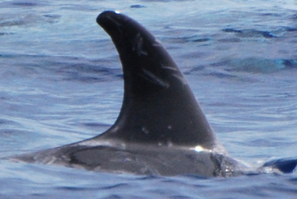 RightDorsal