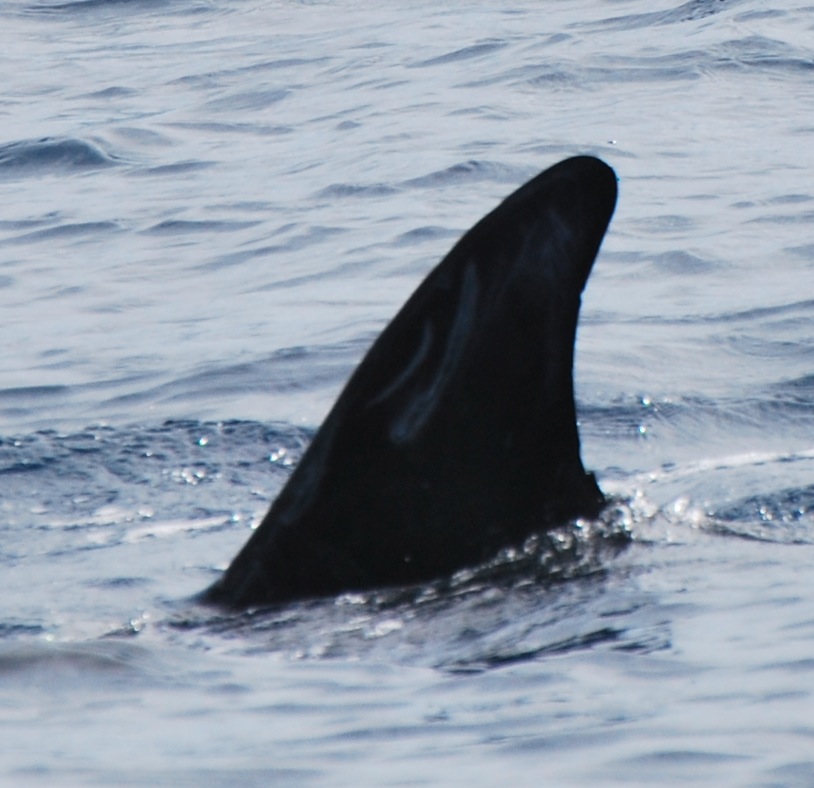 LeftDorsal
