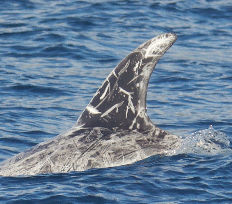 LeftDorsal