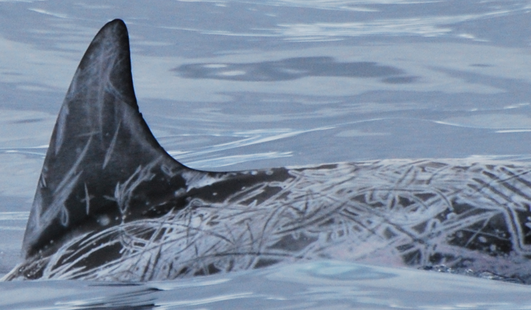 LeftDorsal