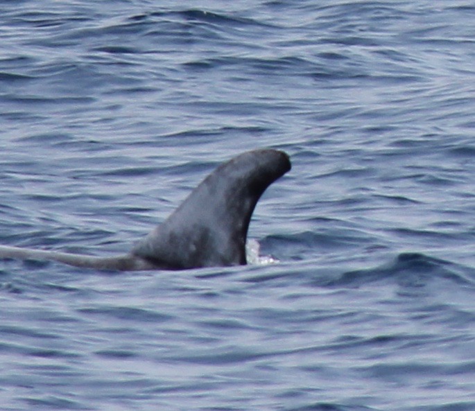 LeftDorsal