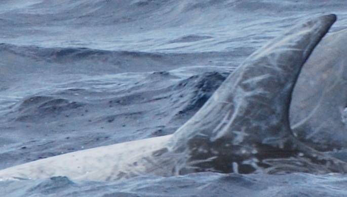 LeftDorsal